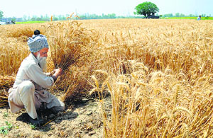A farmer at work in his fields in Ludhiana.