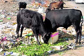 Stray cattle dig into garbage