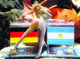 Male octopus Kleiner Paul (Little Paul) picks Germany as favourites to win the final during an oracle event in Oberhausen, western Germany.