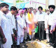 Local Bodies Minister Anil Joshi plants a sapling at the Ranjeet Avenue area in Amritsar on Sunday