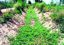 A weed-infested drain near Buradehar in Jind