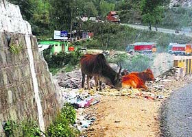 Stray animals near a garbage dump at Paprola in Palampur
