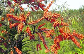 The thornless and high-yielding variety of the Russian seabuckthorn