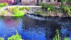 The government has failed to restrict the flow of sewage and industrial effluents, carried by Buddha Nullah (in picture), into the Sutlej.