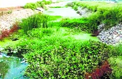 Despite the announcement of a beautification project for Sirhind choe, it remains an eyesore. A Tribune photograph