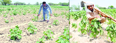 Farmers examine their withered cotton crop near Naruana village on Badal Road in Bathinda on Tuesday. 
