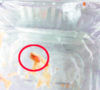 An insect found in the food of a passenger aboard the Shatabdi train on Tuesday