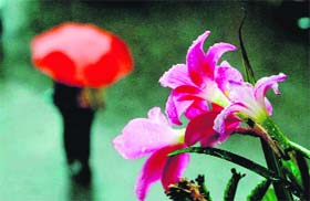Object of joy: Flowers bloom as monsoons break over Dehradun