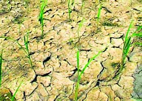 Cracks in a field at Sonepats Rajlu Garhi village