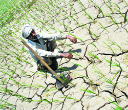 A farmer looks skywards waiting for rain.