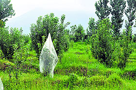 An apple garden in Dharamsala.