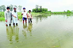 Farmers show rain water accumulated in their fields near Machhiwara on Saturday. 