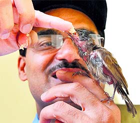 Vipin Bhatia, founder of Pakshi Sewa Samiti, feeds an injured bird in Ludhiana.