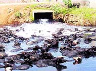 buffaloes in the polluted nullah.