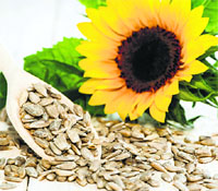 Sunflower seeds