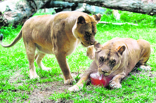 Lions enjoy an ice block at Taipei Zoo. Keepers at the Taipei Zoo prepare cold treats for animals to give them respite from the hot weather.
