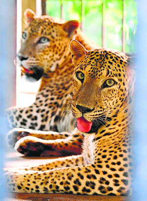 Sri Lankan leopards in their enclosure at a zoo in Dehiwala, near Colombo. The Sri Lankan leopard is listed as an endangered subspecies, with some 75 animals living in captivity in zoos worldwide.