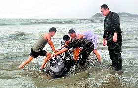 Policemen try to help a stranded whale back into the ocean as Typhoon Rammasun hits Yangjiang, China.