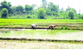 Farmers at work in the Arnia area in the RS Pura sector. After the recent Pakistani shelling, farmers close to the Zero Line are still reluctant to go to their fields.