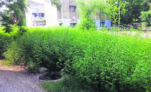 Wild shrubs of cannabis outside the compound of the Employees State Insurance (ESI) Hospital in Jalandhar. 