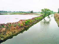 The Shamlo-Padana drain overflowed after rain lashed Jind two days ago and paddy sown on acres of land got submerged in sewer water