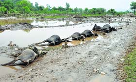 Cattle killed in a cloudburst at Marh village on the outskirts of Jammu.