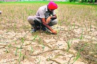 A farmer inspects paddy crop in his fields near Bathinda on Friday. Tribune photo: Pawan Sharma
