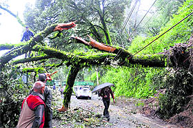 A huge tree was uprooted due to heavy rain at Boileauganj in Shimla on Friday. 