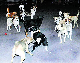 Stray dogs in the streets of Dharamsala town.