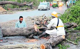 Labourers axe a tree in Amritsar.