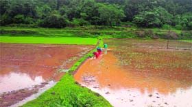 Her village nestled among the verdant Coorg hills gave her the love for her roots and Nature.