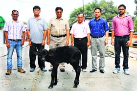 NDRI scientists with the cloned calf in Karnal on Saturday