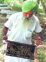 Gurcharan Singh Mann with bees on his farm. Photo by writer