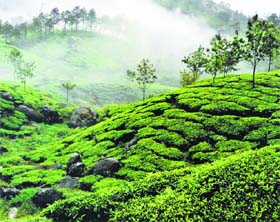 A view of a tea garden in the Munnar region.