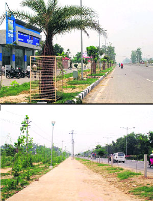 Date palm trees on the Amritsar-Jalandhar highway; (and below) popular trees at the Taranwala Pul to Tarn Taran bypass road in Amritsar.