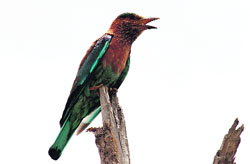A bird perches on the brink of a dried tree in Bathinda on Sunday.