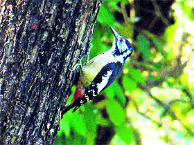A Himalayan woodpecker.
