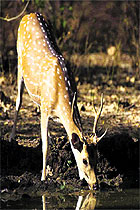 a deer at the Rajaji National Park in Mussoorie.