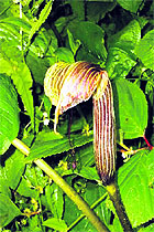  a cobra lily at a forest