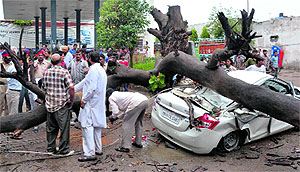 A car got badly damaged when a tree fell on it on the Kala Sanghian road in Jalandhar on Monday. The woman driver of the car was injured in the mishap.