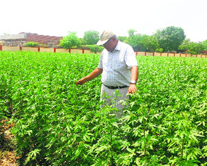 CICR head Dr Dalip Monga shows cotton produced using the high-density plantation system in Sirsa.