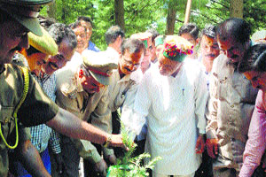 Forest Minister TS Bharmouri plants a sapling in the Holi area of Chamba district on Wednesday.