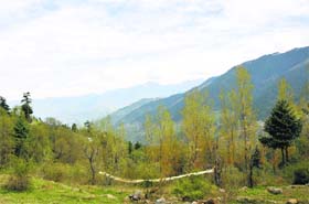 A view of the forest area in Ramban district. The percentage of the forest area to the total geographical area in Kashmir is 50.97, while for Jammu it is 45.89 per cent