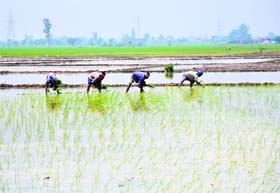 Labourers plant paddy saplings in a field in the RS Pura sector
