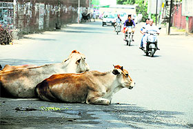 Stray cattle on a city road.