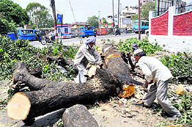An uprooted tree at the Gandhi Road in Dehradun on Wednesday.