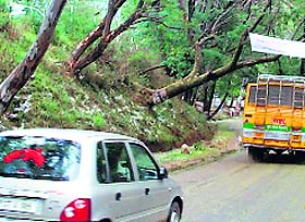 Trees on the Pathankot-Mandi national highway near Palampur have become a constant threat to precious human lives.