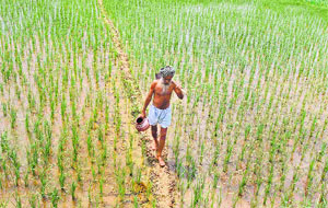 A farmer walks through a paddy field in a Punjab village on Saturday.