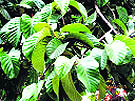 A dheu plant