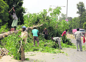 Trees being axed near the Rose Garden on Goniana Road to pave the way for the construction of a railway overbridge (ROB) in Bathinda. 